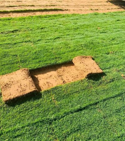 عشب-طبيعي-40